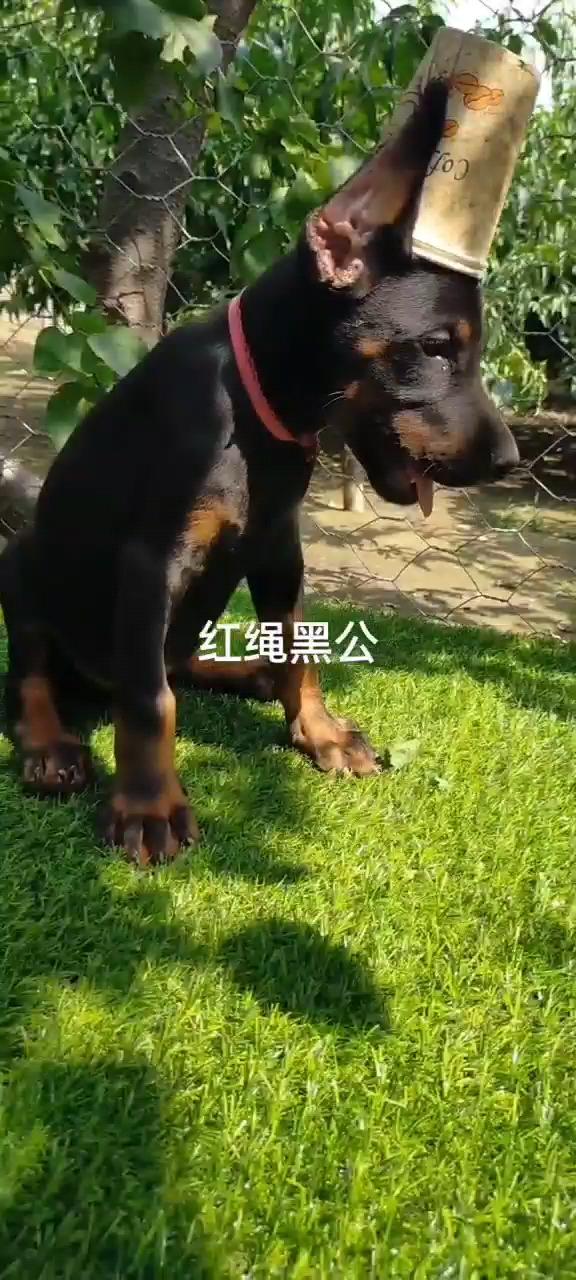 小杜宾犬岀售 - 杜宾犬交易 - 猛犬俱乐部-中国具有力