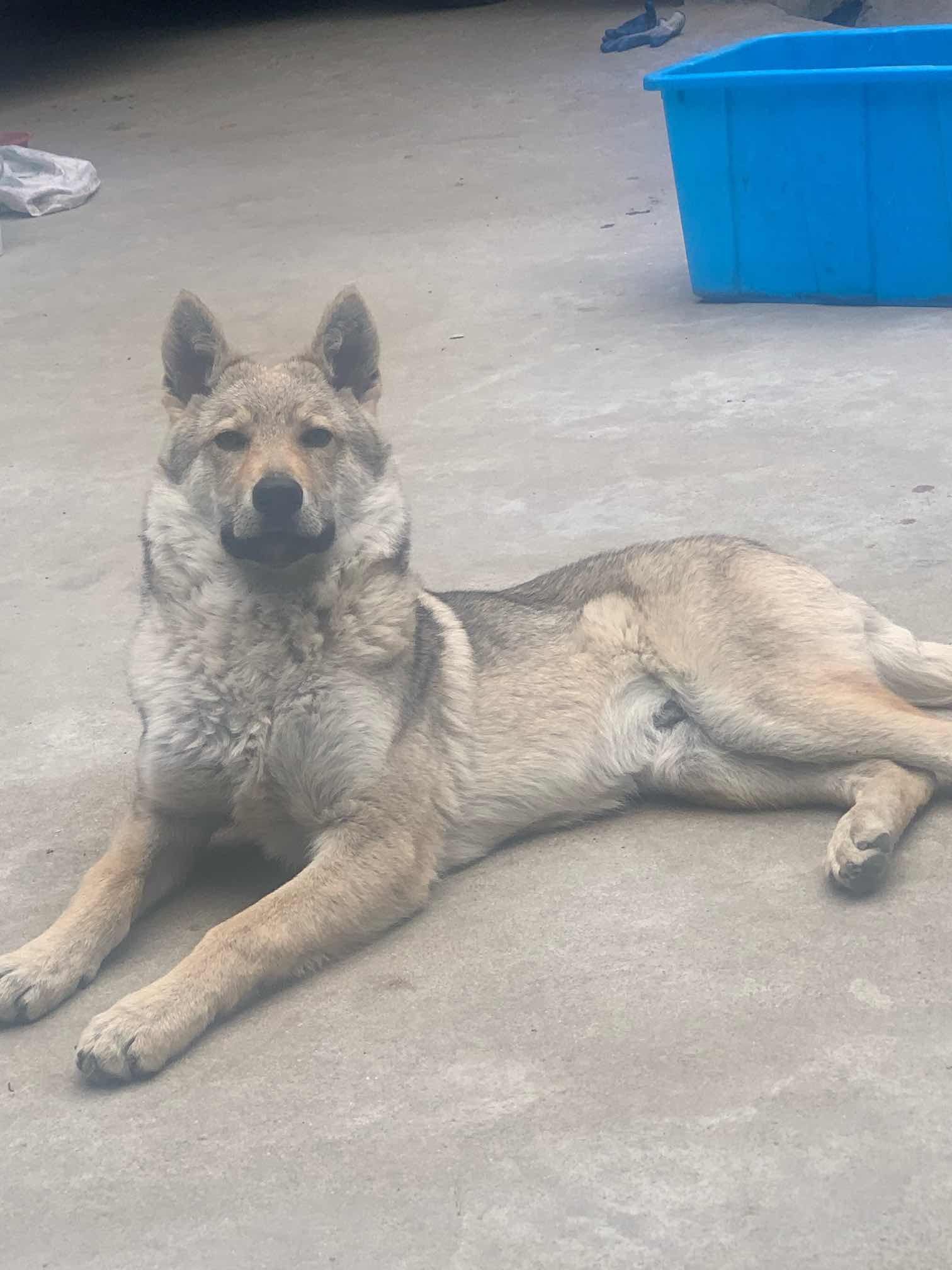 捷克狼犬出售