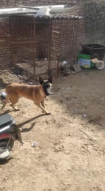 出售- 马犬交易 - 猛犬俱乐部-中国具有影响力的猛犬