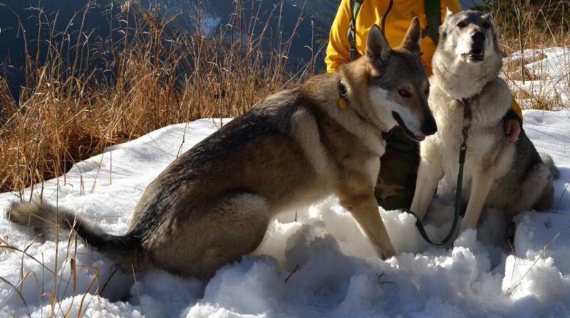 捷克狼犬