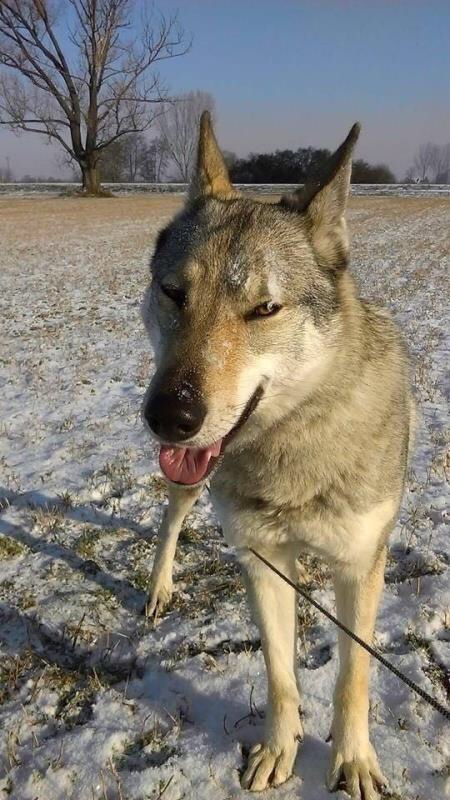 捷克狼犬