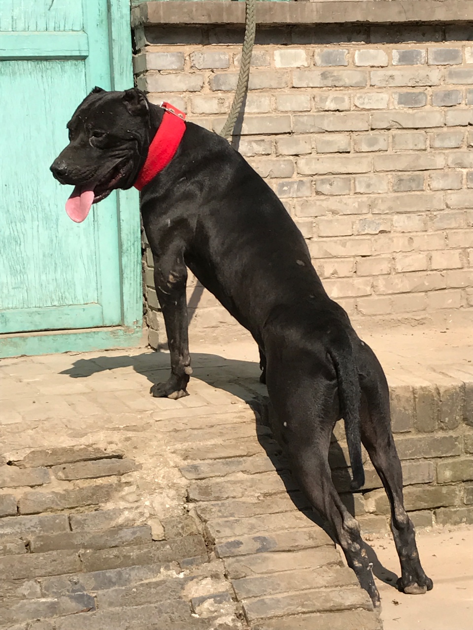 巨比- 综合竞技犬交易 - 猛犬俱乐部-中国具有影响力的猛犬网站