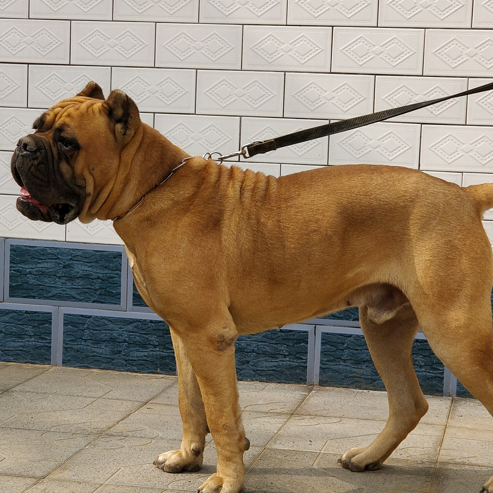 有需要借配铁面的不?欢迎利用!