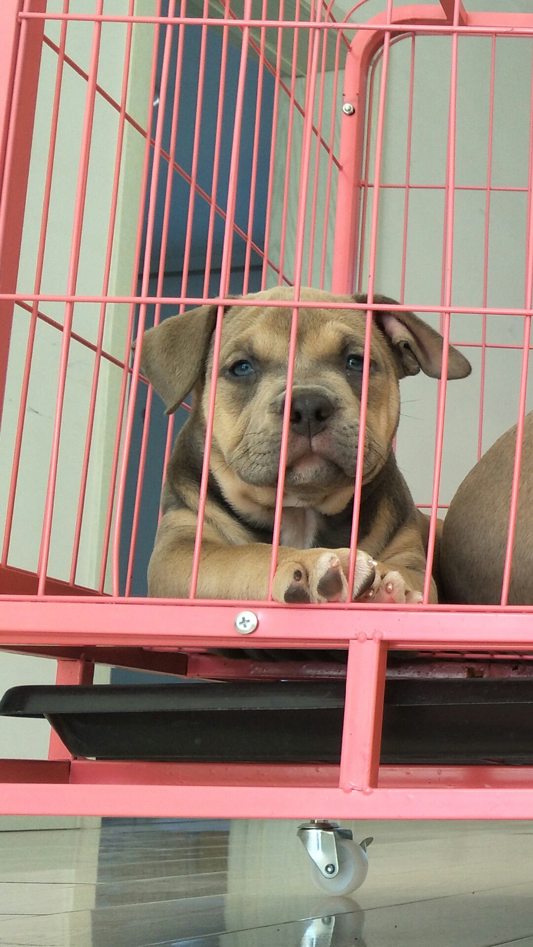 魔法师狗代低价