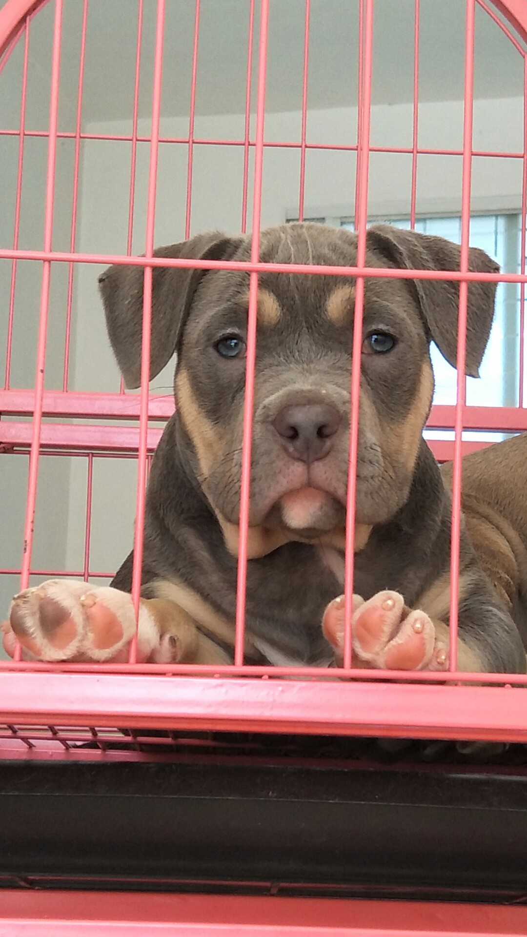 魔法师狗代低价