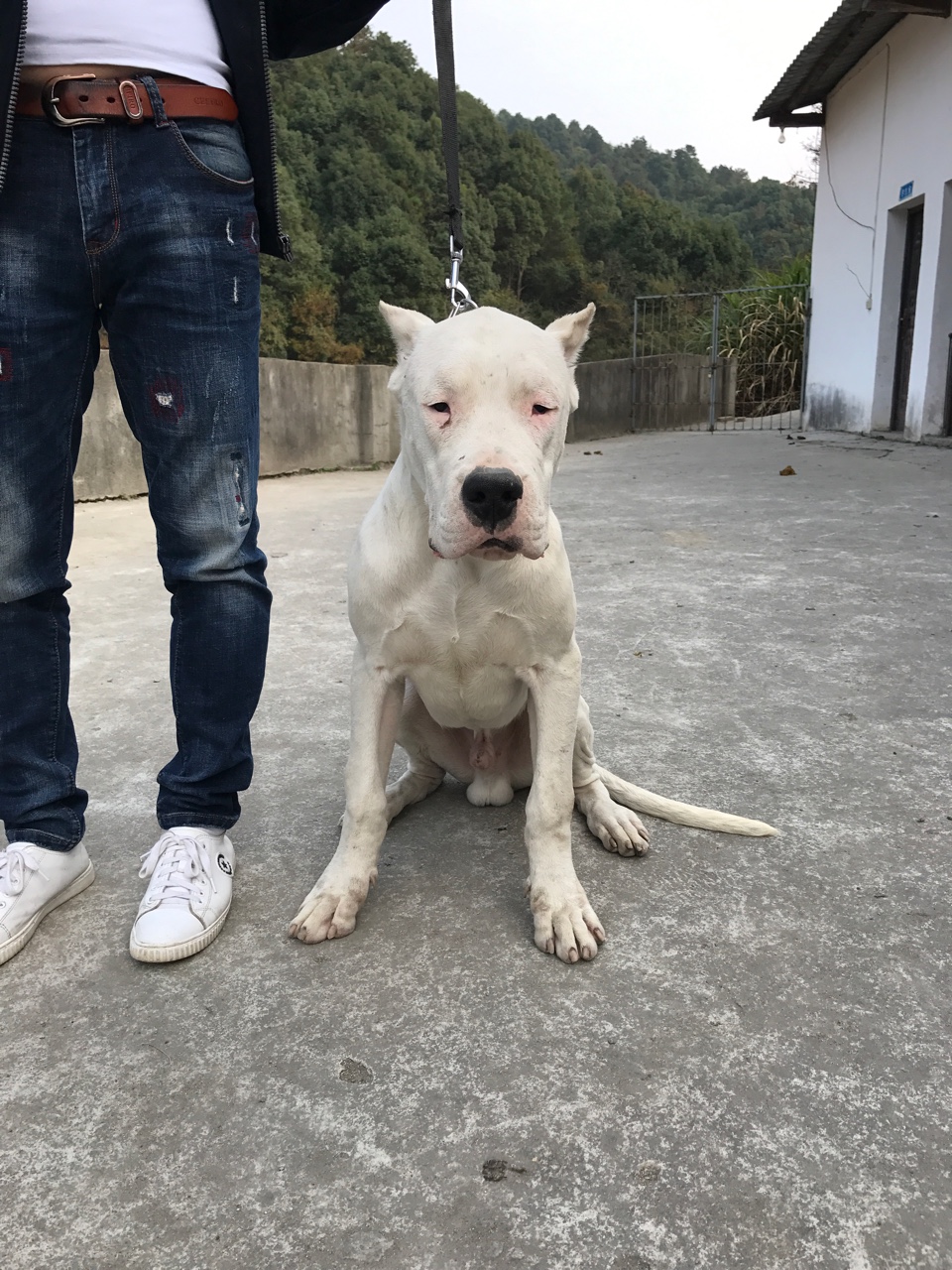 出售血统小杜高公母都有带出生纸