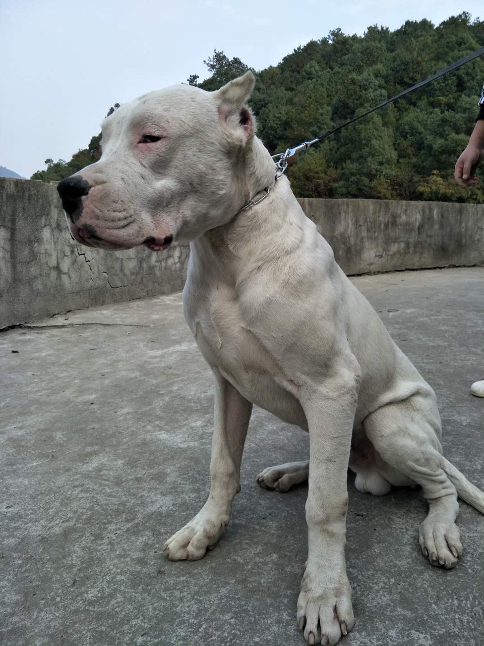 出售血统小杜高公母都有带出生纸