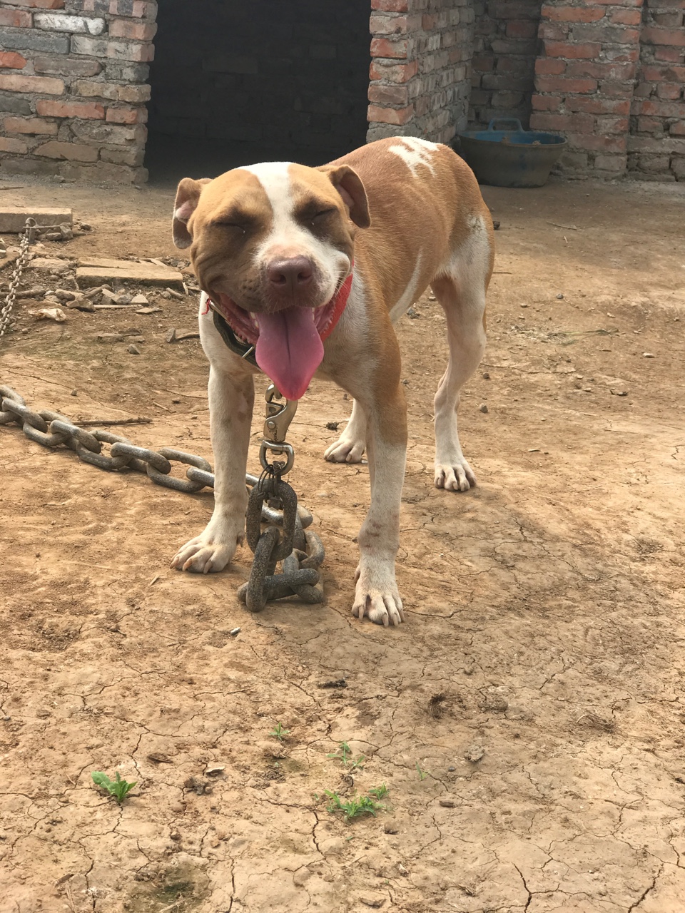 比特犬交易 - 猛犬俱乐部-中国具有影响力的猛犬网站 - powered by