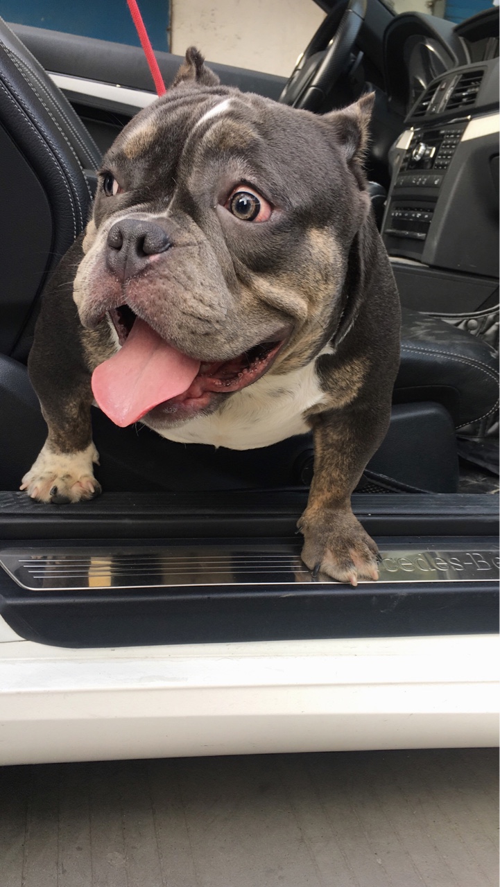 蓝三色 菠萝之女