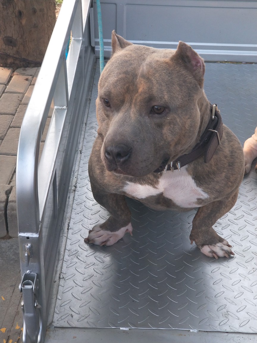 成公虎皮色 - 恶霸犬交易 - 猛犬俱乐部-中国具有