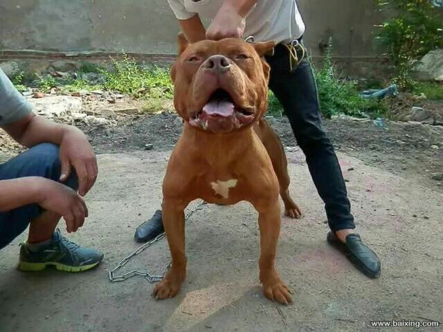 出售巨型比特,一公一母 - 比特犬交易 - 猛犬俱乐部-中国具有影响力的