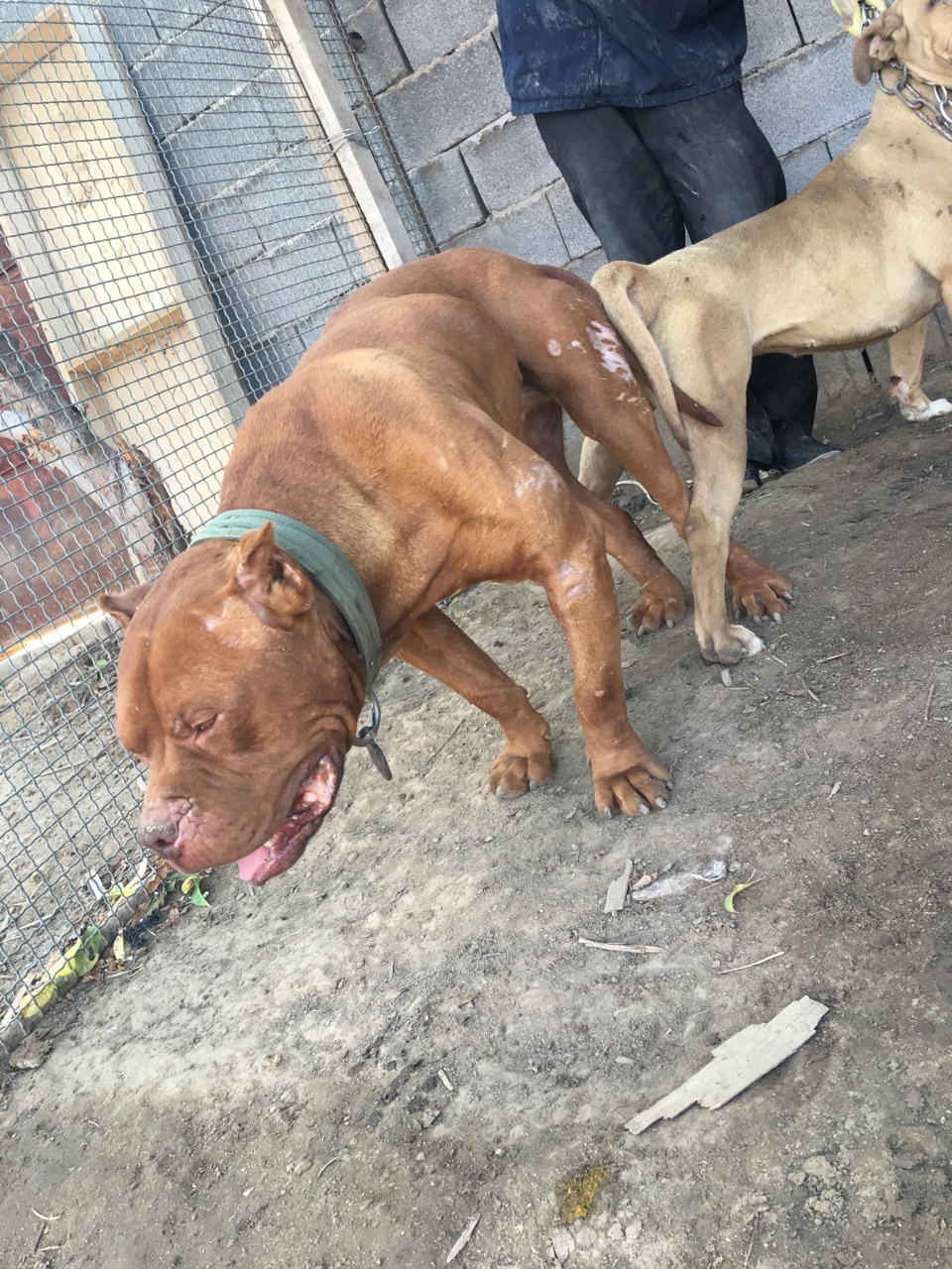 出售巨型比特,一公一母 - 比特犬交易 - 猛犬俱乐部-中国具有影响力的