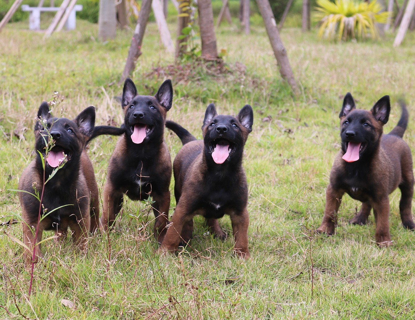 出售德国原装进口种公ipo3阿尔法后代小马犬,带cku出生纸,识货的来拿