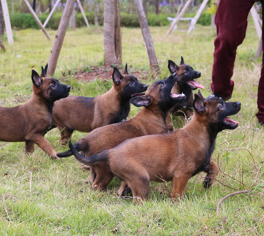 出售德国原装进口种公ipo3阿尔法后代小马犬,带cku出生纸,识货的来拿