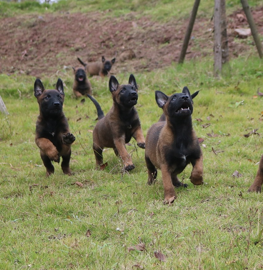 出售德国原装进口种公ipo3阿尔法后代小马犬,带cku出生纸,识货的来拿