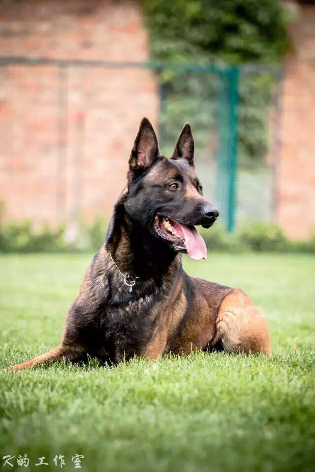 世界人民都知道罗伊 - 马犬版 - 猛犬俱乐部-中国具有影响力的猛犬