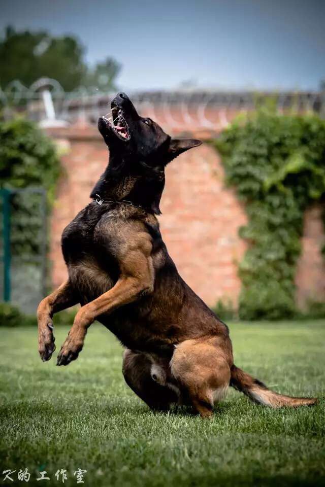 世界人民都知道罗伊 - 马犬版 - 猛犬俱乐部-中国具有影响力的猛犬