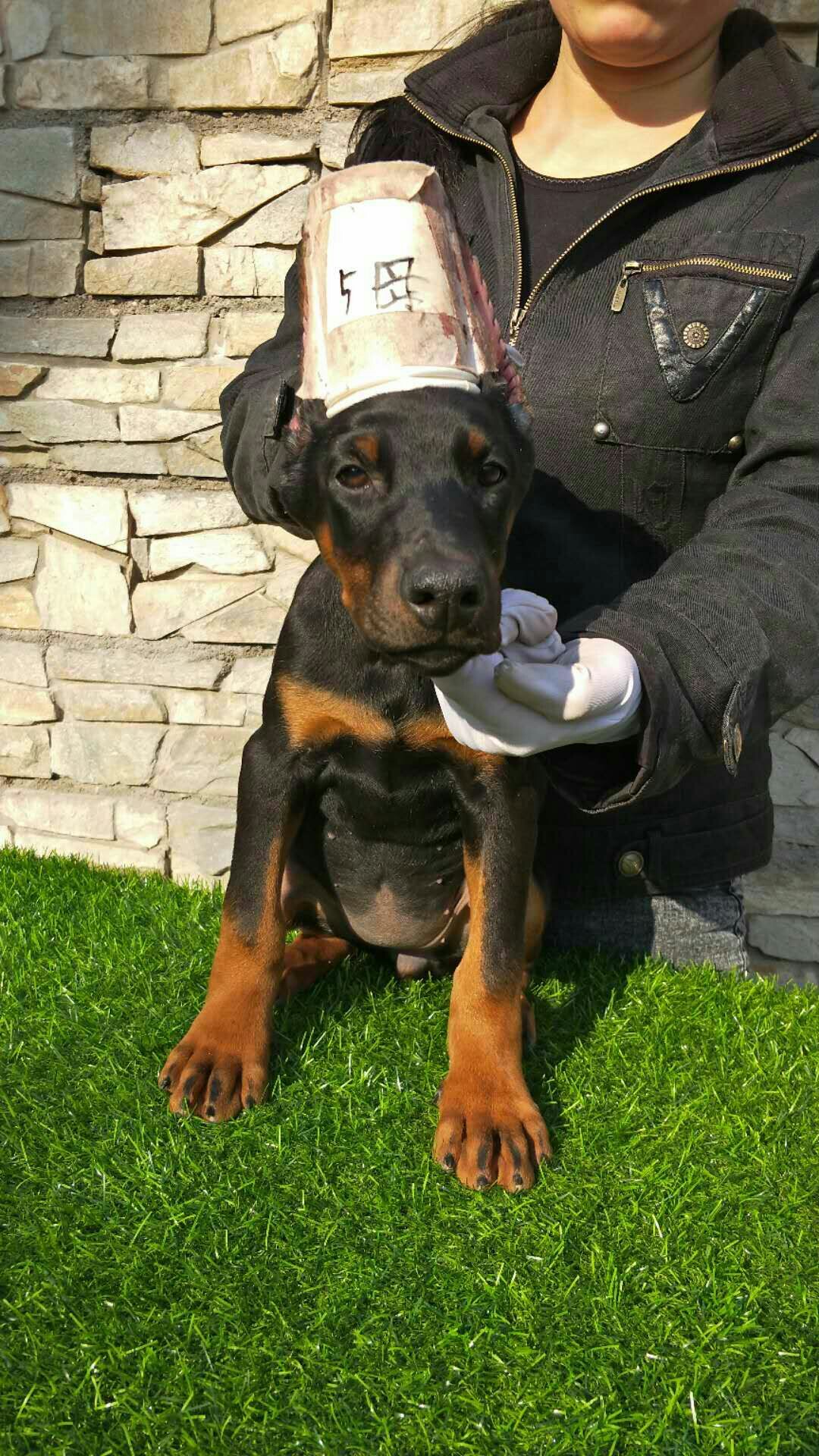 双血统杜宾幼犬出售