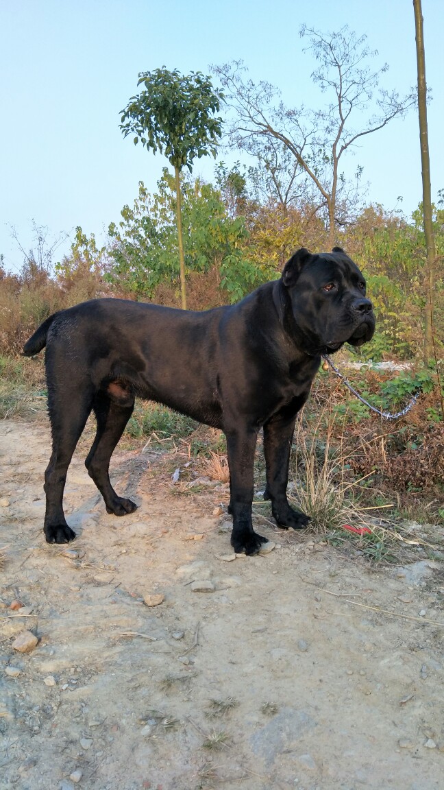 卡斯罗(凯因克尔索犬)9个月