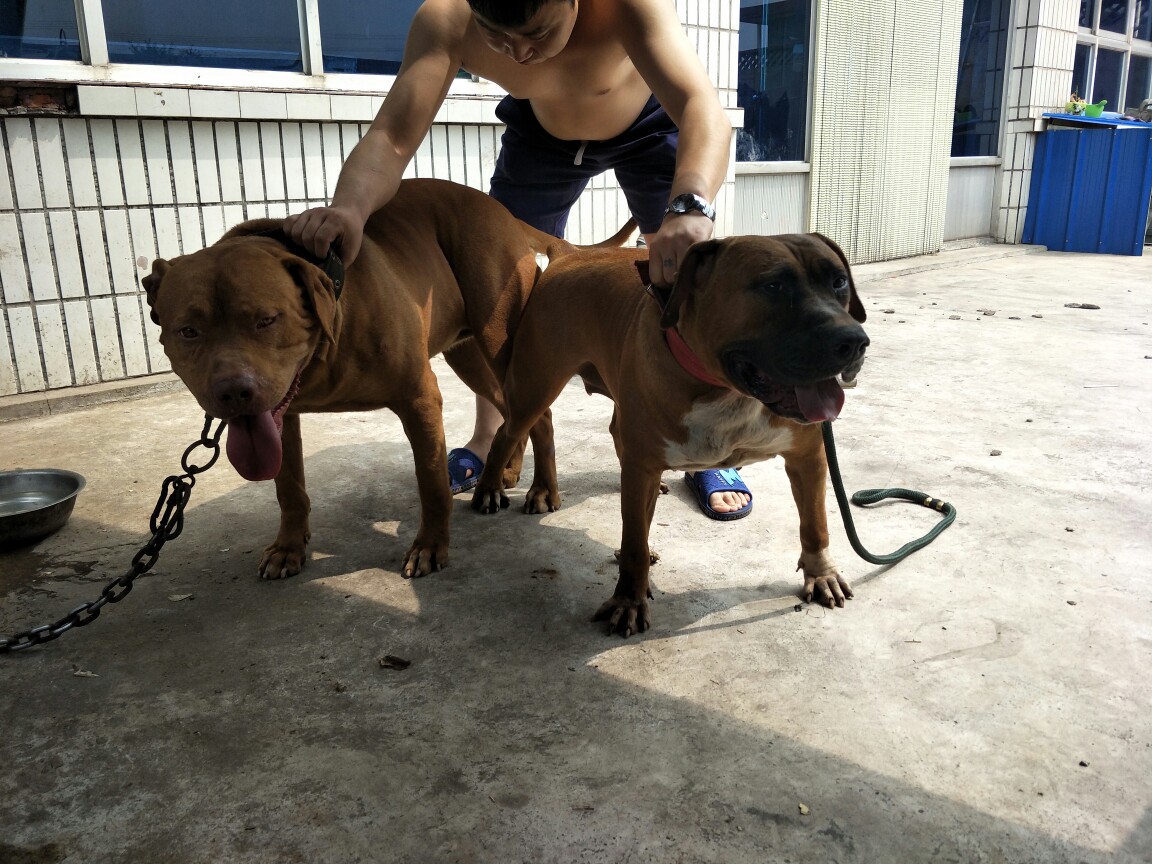 纯种巨型比特幼犬