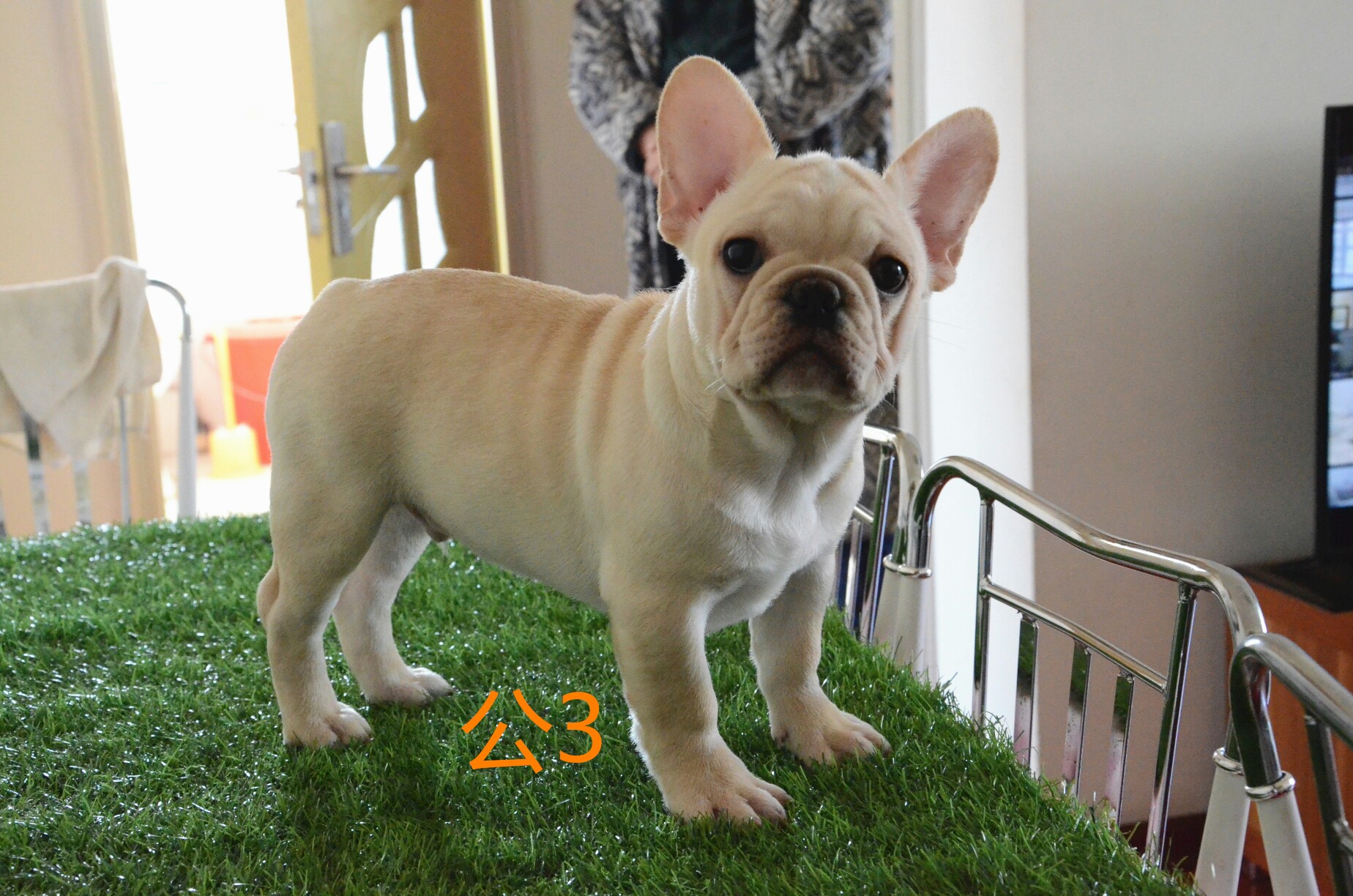 出售3个半月奶白法牛明码公6000母15000