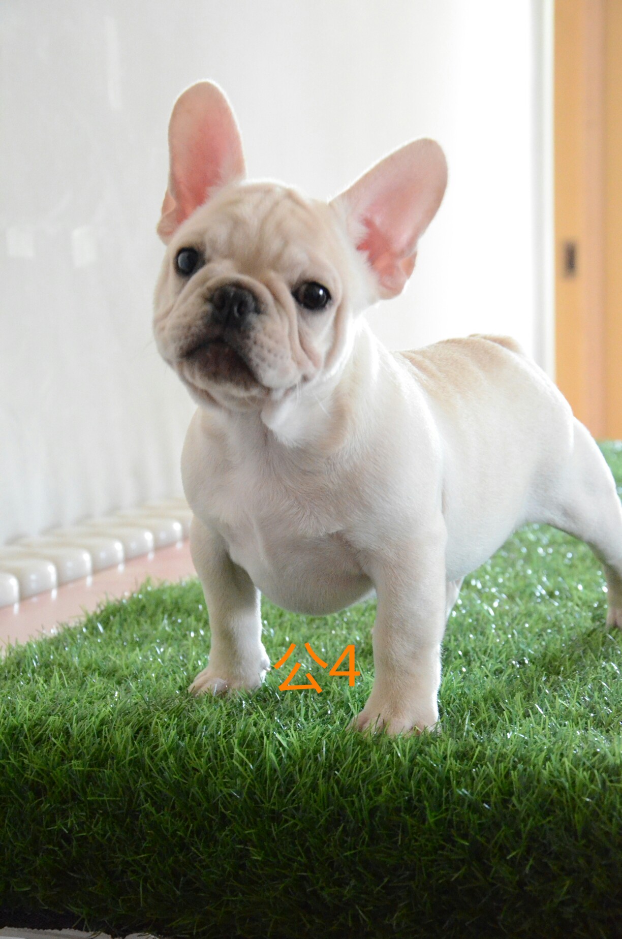 出售3个半月奶白法牛明码公6000母15000