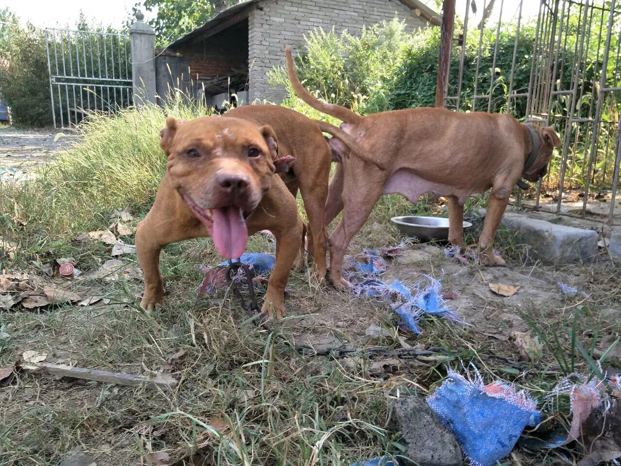 由于自留一窝小狗,狗太多,出售一条矮脚母狗 - 比