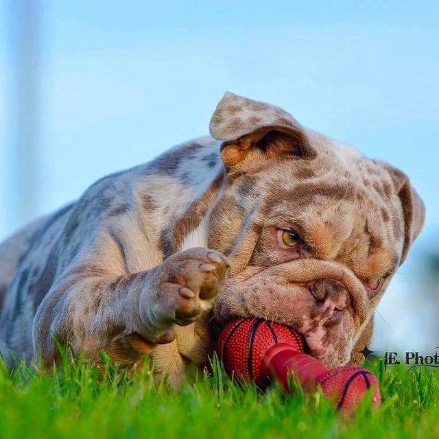 发一些极品异色英牛