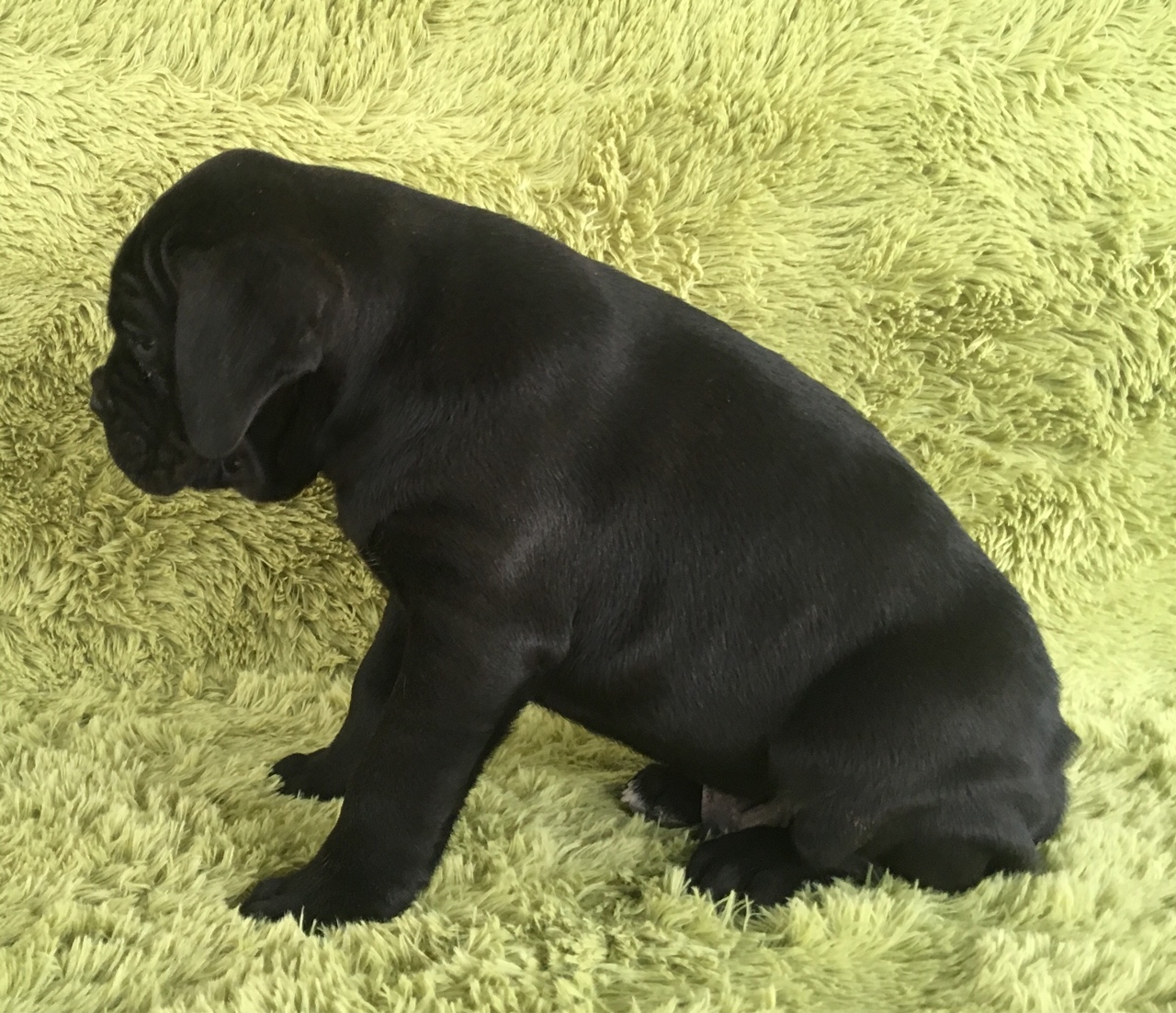 出售精品双血统卡斯罗幼崽