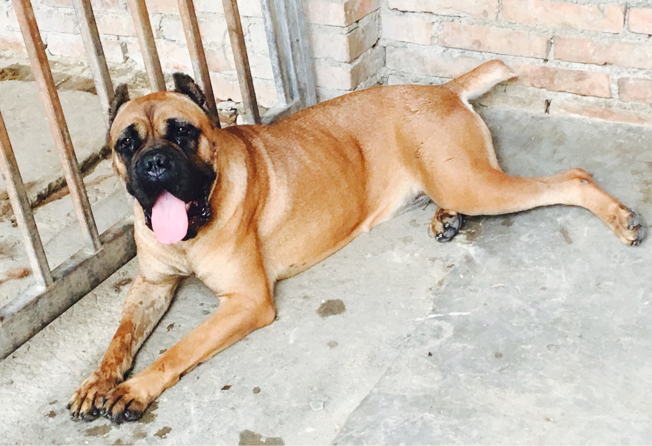 出售精品双血统卡斯罗幼崽