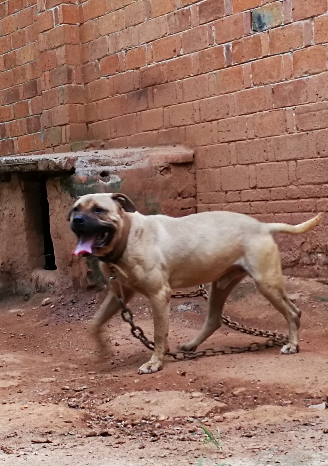 明码出一条基多血战犬,能打能配 - 比特犬交易 - 猛犬俱乐部-中国具有
