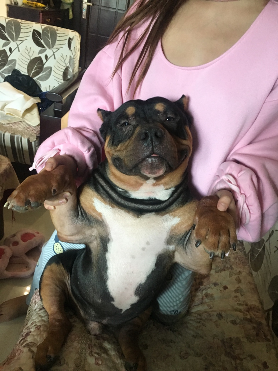 口袋三色,预备役种公出售 - 恶霸犬交易 - 猛犬俱乐部-中国具有影响力