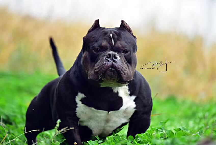 闪电是菠萝最牛逼的儿子母亲是法官的女儿超级的血系搭配冰点的价格