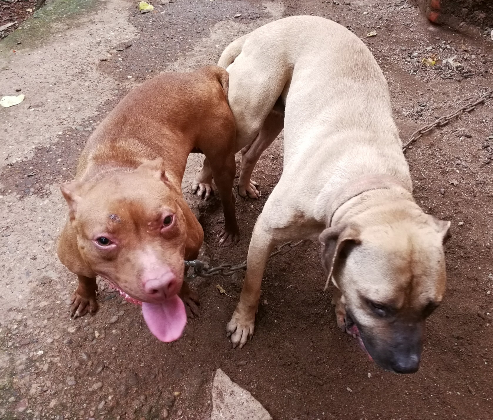 明码出售基多血幼犬