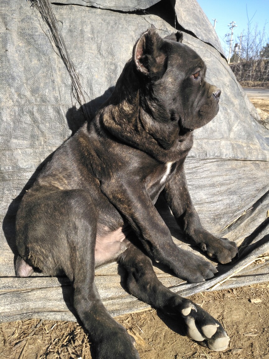 四个多月暗虎斑小公,芯片证书齐全 - 卡斯罗交易 - 猛犬俱乐部-中国