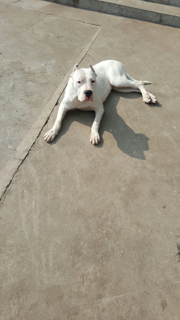 出售杜高母狗,一只十一个月马上发情