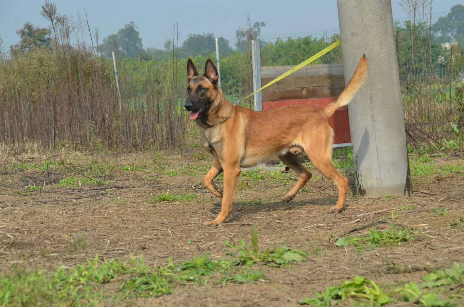 【出售】种公,破军孙 - 马犬交易 - 猛犬俱乐部-中国具有影响力的猛犬