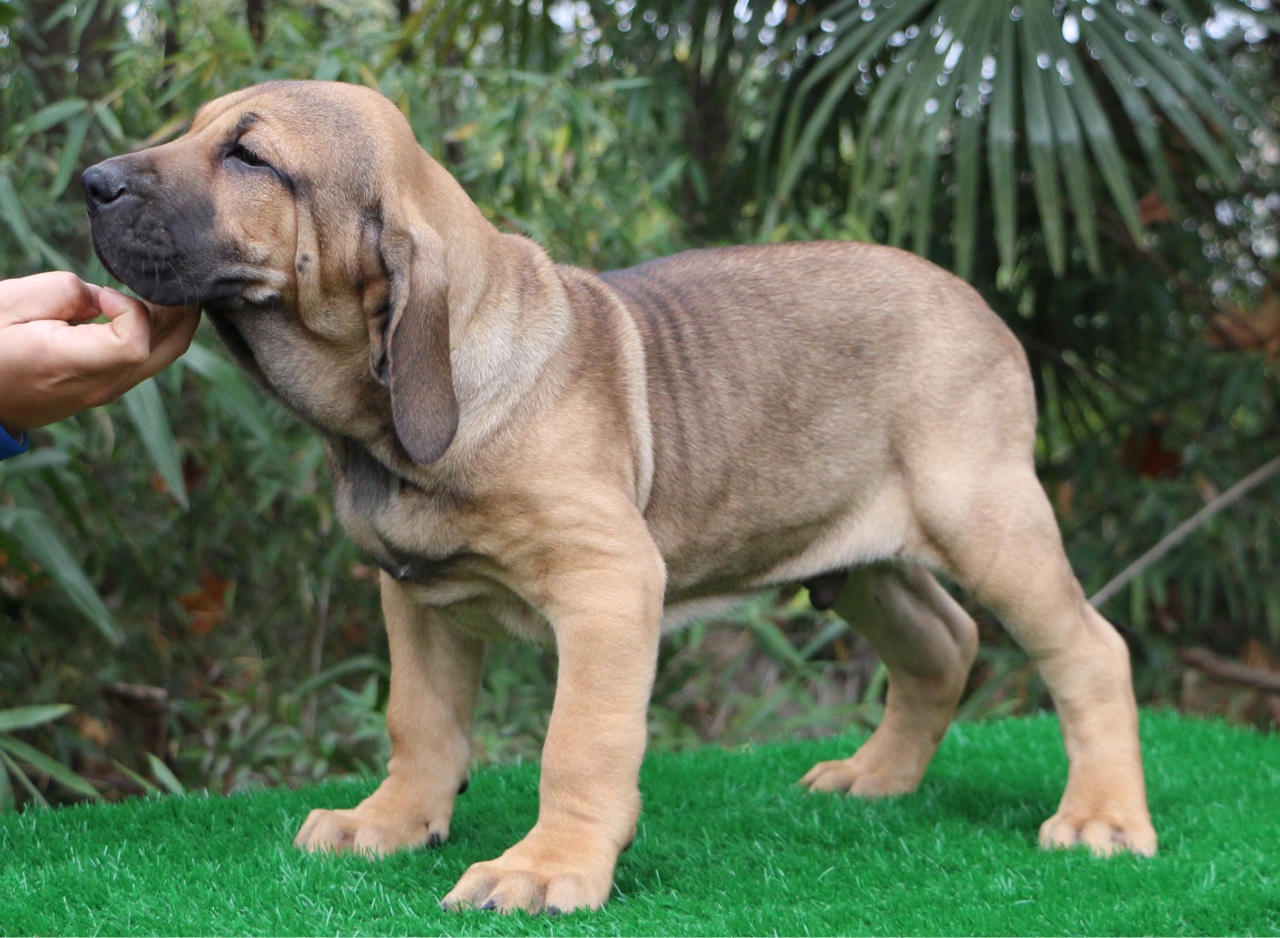 巴西菲乐犬图片