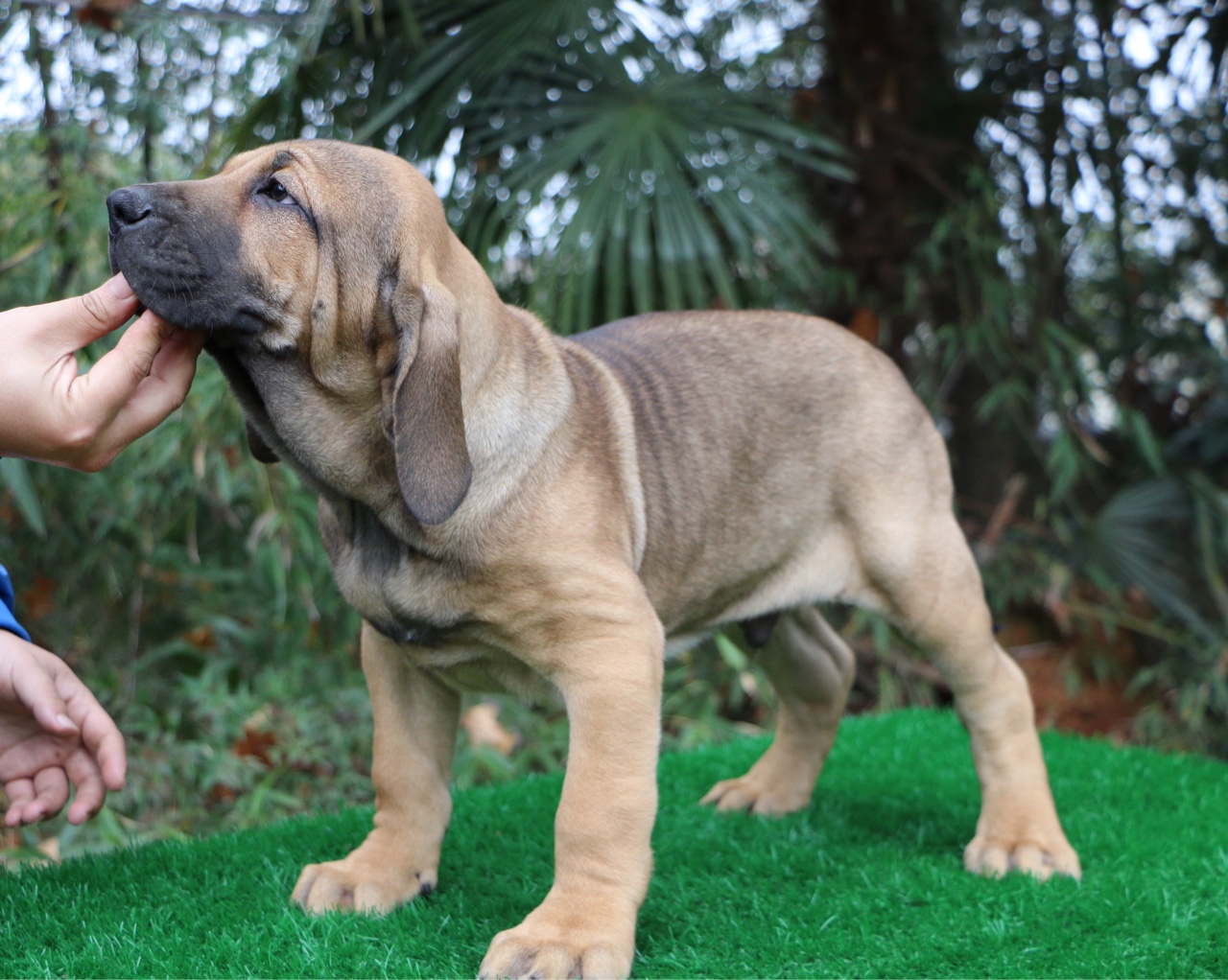 科梅塔后代 - 巴西菲勒 - 猛犬俱乐部-中国具有影响力的猛犬网站
