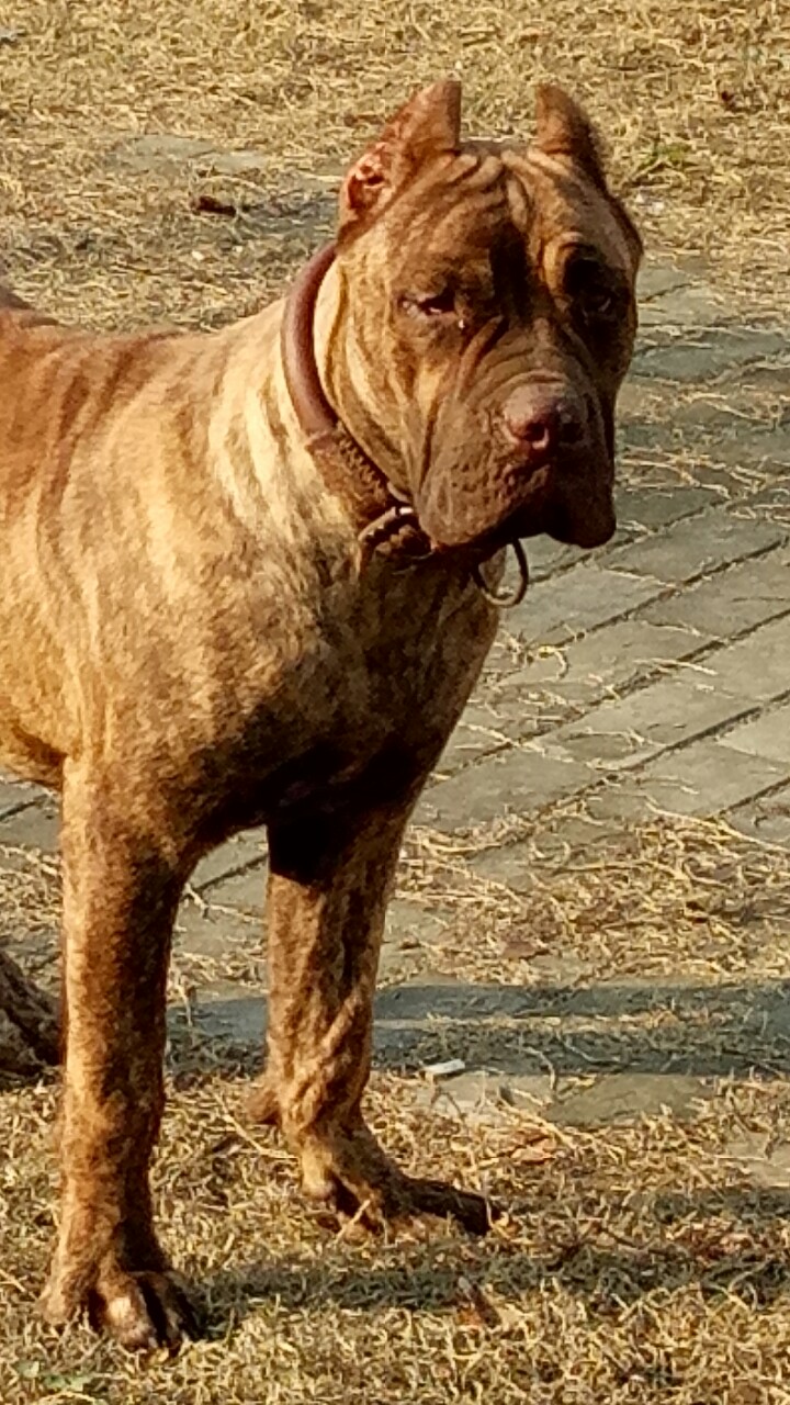 赛级卡斯罗,虎皮卡,毛色独一无二