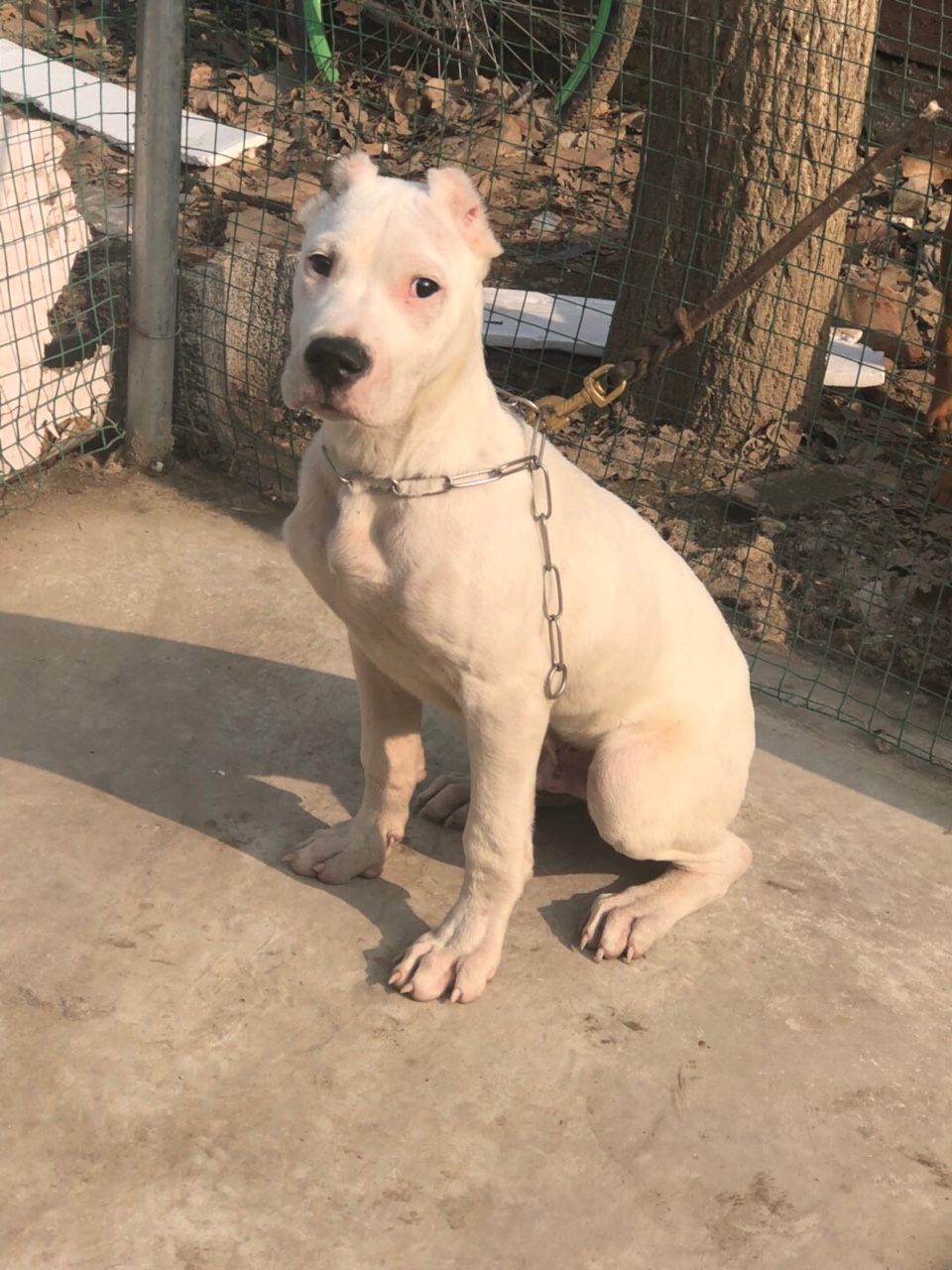 大骨架小公疫苗裁耳做完了低价出售