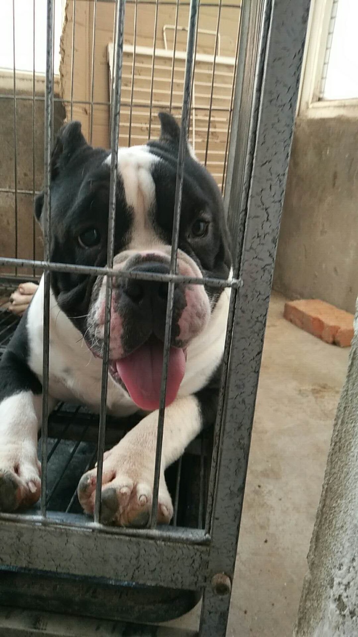 恶霸犬交易 - 猛犬俱乐部-中国具有影响力的猛