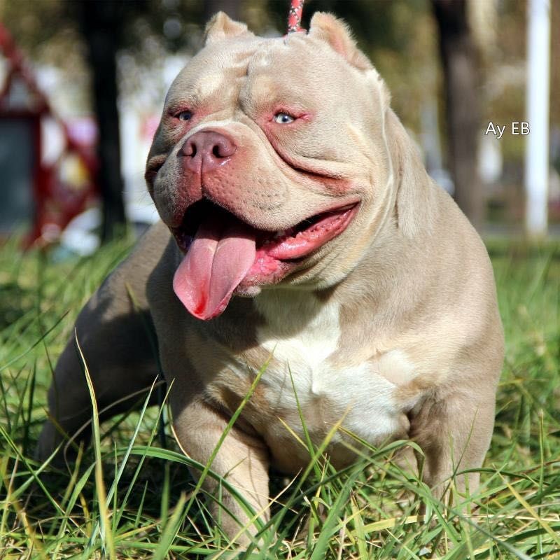 顶级dax血系恶霸犬大蛮牛的国内首胎宝宝