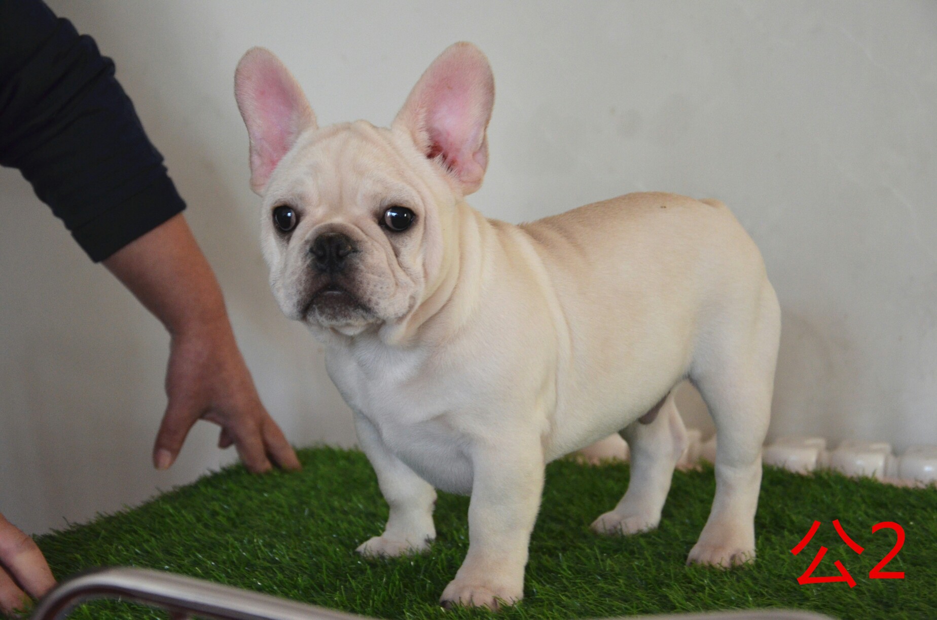 出售奶白法牛公母全最后几只优惠到家