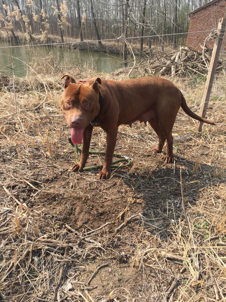 大体母比特,喜欢的联系,性格绝对 - 比特犬交易 - 猛犬俱乐部-中国