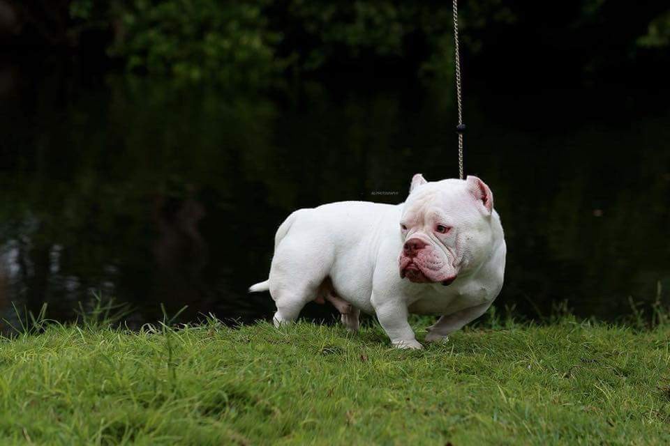 纯白极品种公 - 恶霸犬交易 - 猛犬俱乐部-中国具有