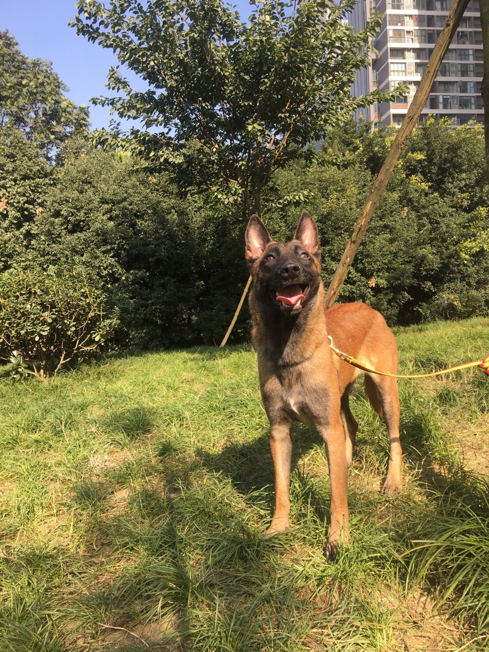 打包出售三条马犬两母一公