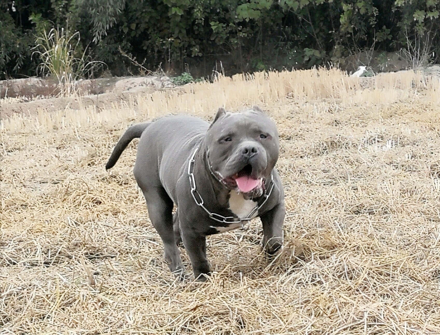 阿波罗已搭配两条母狗,预订的来,百斤大体恶霸