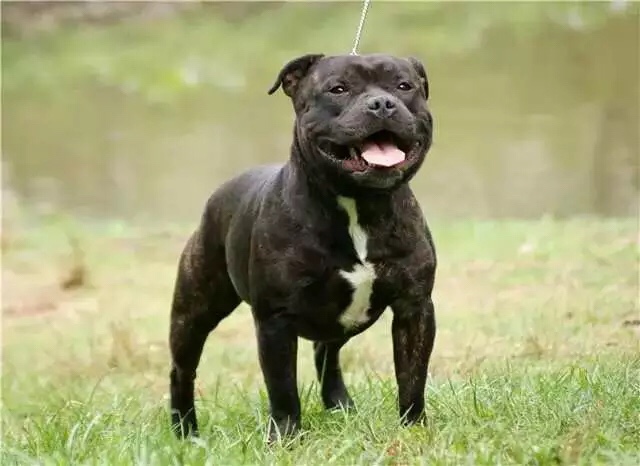 喜欢的英系斯塔福