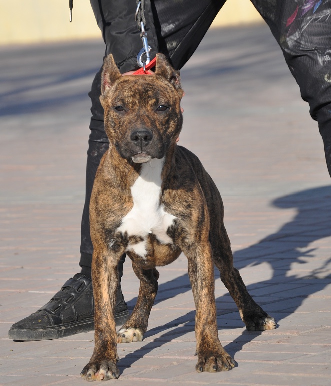 特价出售几条斯塔夫精品斯塔夫幼犬全国飞